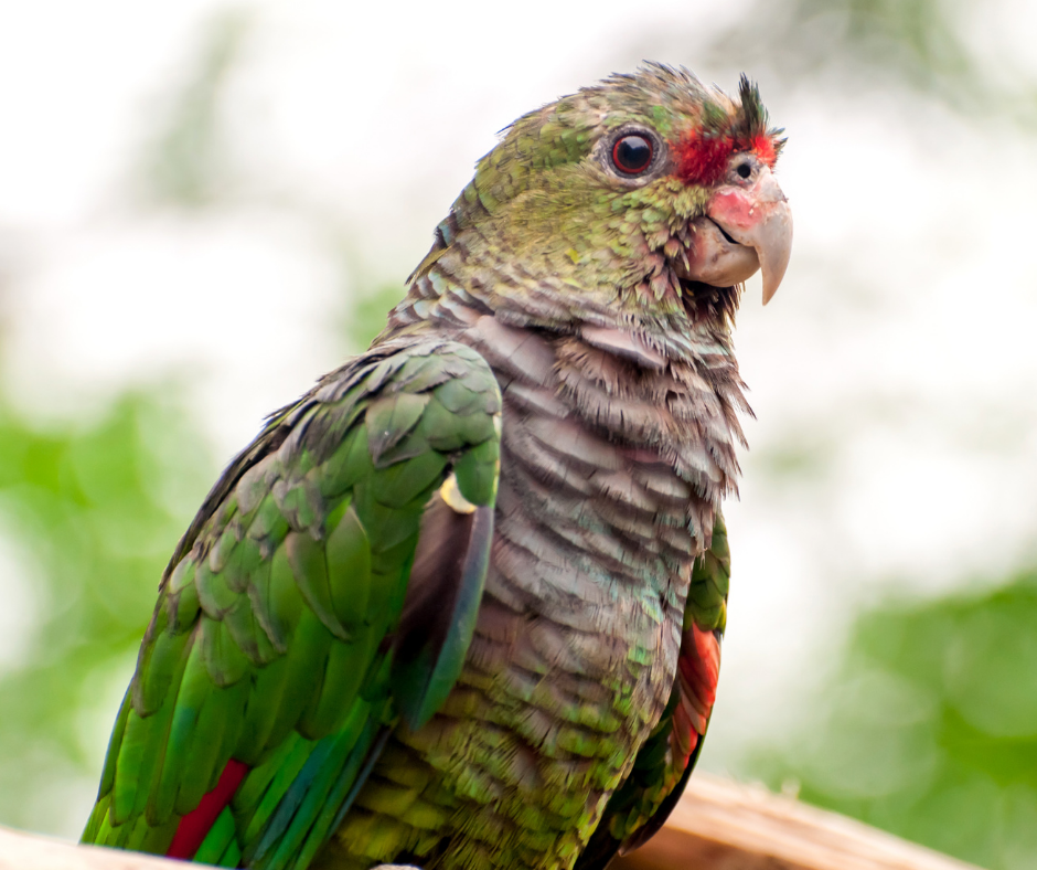 TRF4: Justiça Federal concede à protetora guarda definitiva de papagaio ameaçado de extinção