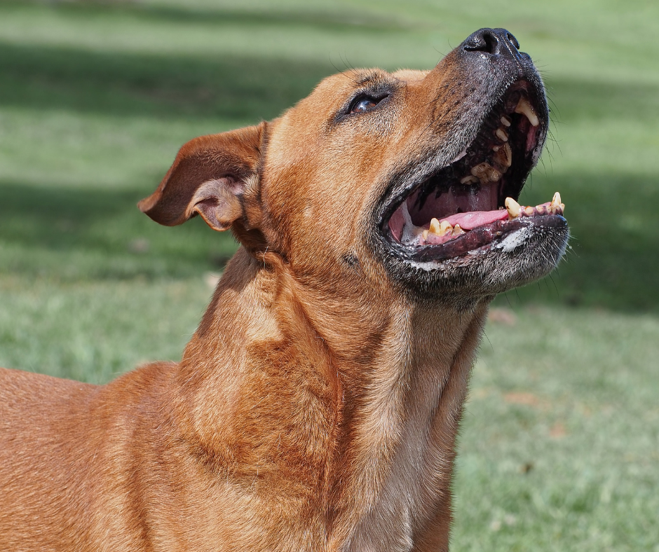 TJ/DF: Mulher é condenada a indenizar vizinhos por ataque de cão