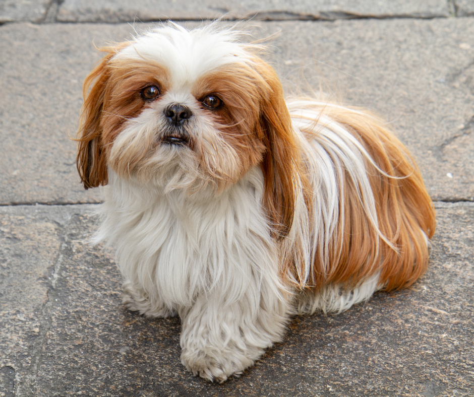 TJ/DF: Turma mantém condenação de acusado por maus-tratos contra animal doméstico