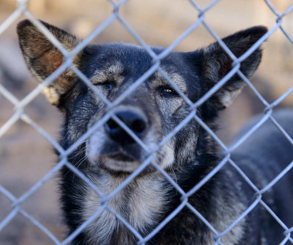 TJ/SP: Homem é condenado em regime fechado por maus-tratos a animais, sem possibilidade de substituição por pena restritiva de direitos