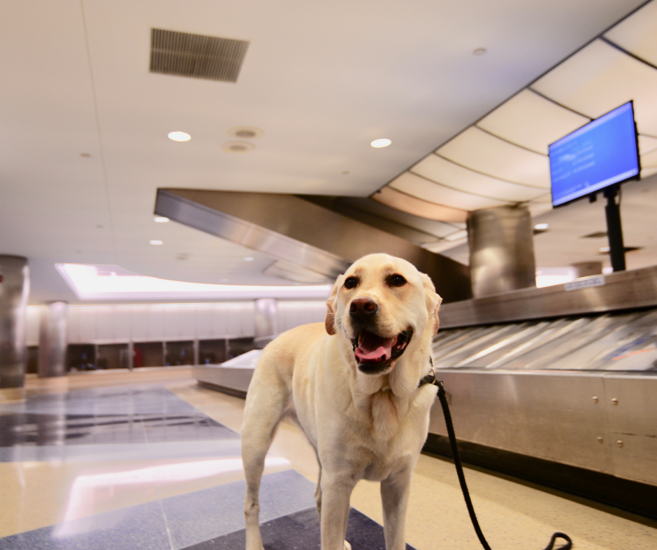 Governo anuncia novas regras para transporte aéreo de animais
