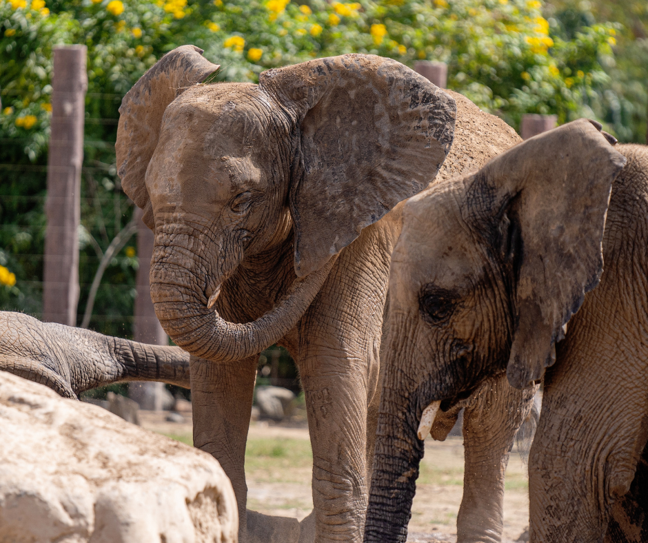 EUA: A Suprema Corte do Colorado decidirá se habeas corpus pode libertar elefantes de zoológico