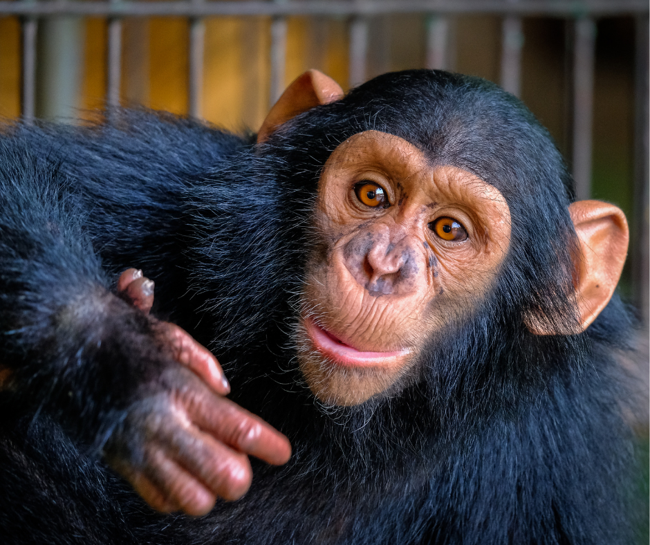 EUA: Harvard Medical School recebe advertência federal por violação do bem-estar animal