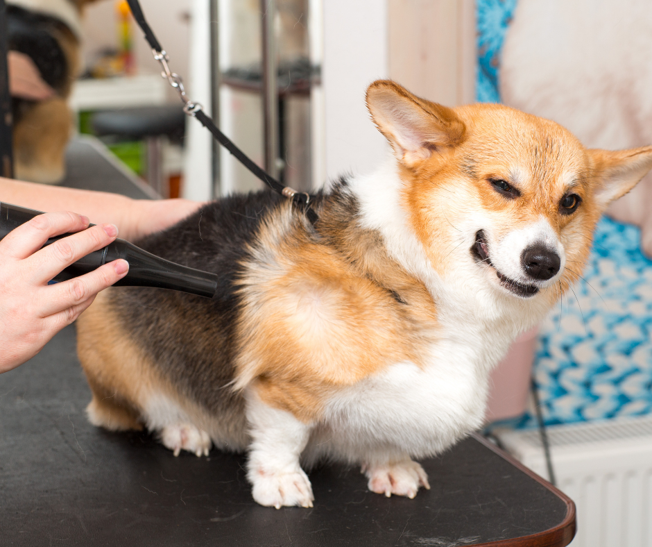 TJ/DF: Pet shop é condenado por falha em serviço que causou hipertermia em cão