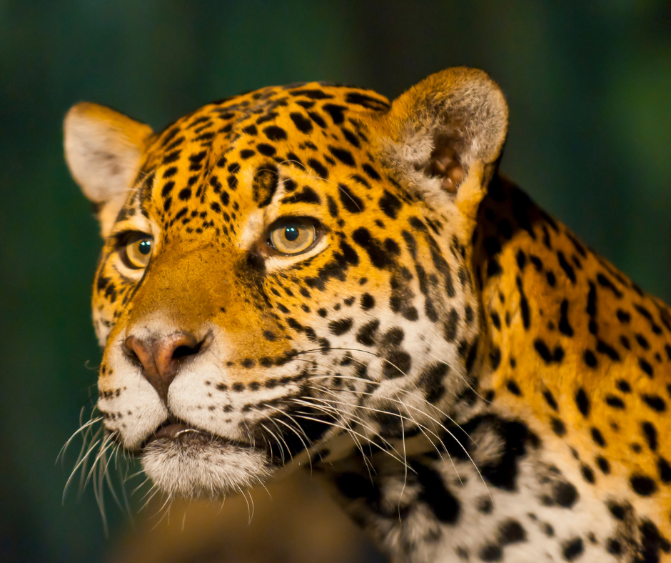 Argentina: Justiça determinou que Prefeitura de Buenos Aires garanta o bem-estar da onça-pintada Tânia e de seu filhote no Ecoparque