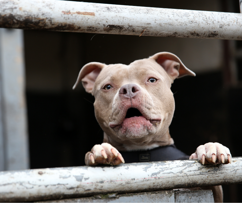 TJ/DF: Justiça condena tutor por maus-tratos a animais e fixa indenização de R$ 30 mil