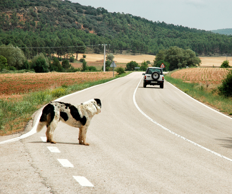 Câmara: Comissão aprova projeto que torna crime e infração de trânsito usar veículo para abandonar animais em via pública