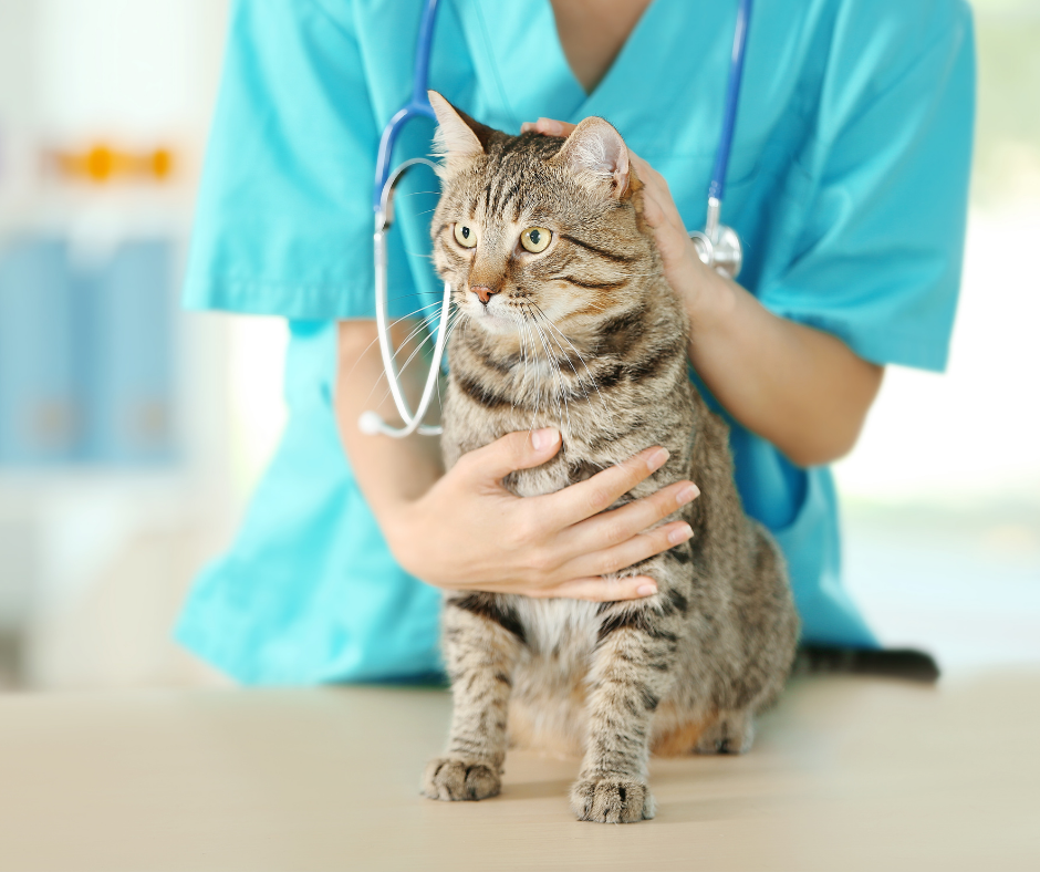 Câmara: Comissão aprova projeto que inclui plano de saúde animal entre benefícios oferecidos a trabalhadores