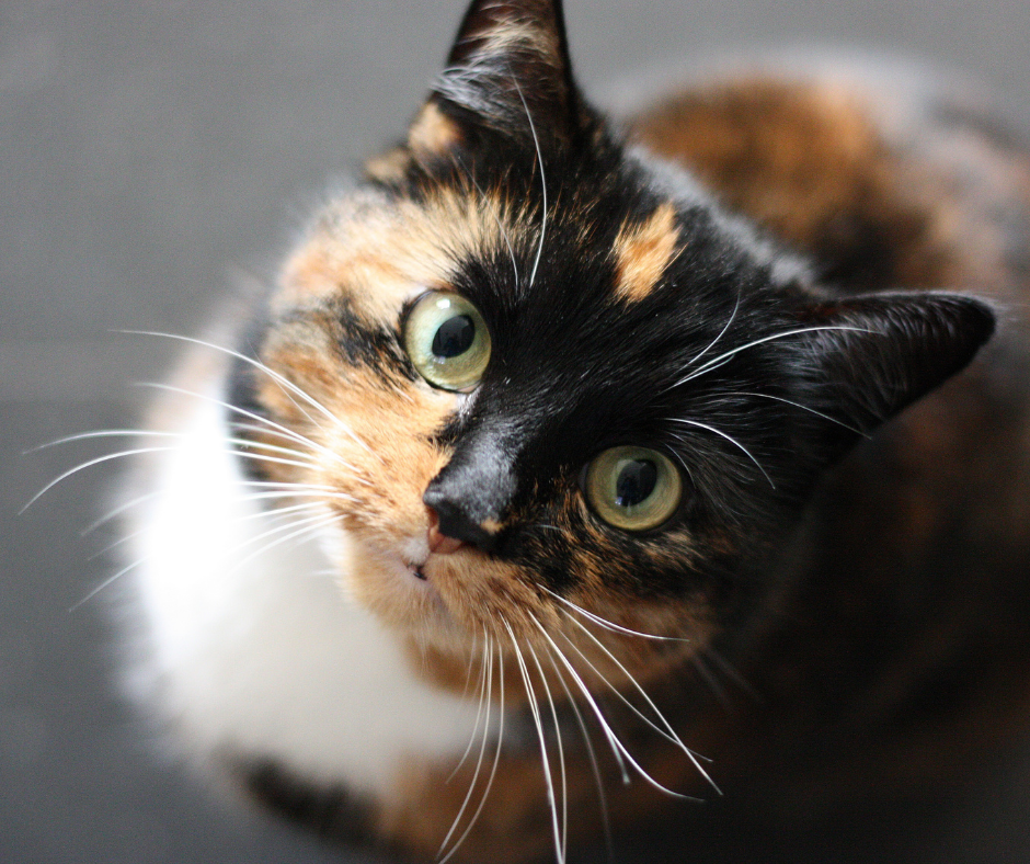 Foz do Iguaçu: Condenados por maus-tratos a animais não poderão receber auxílio aluguel