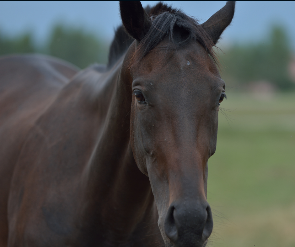 TJ/RJ: Homem é condenado em R$ 20 mil por maus-tratos que levaram animal a óbito