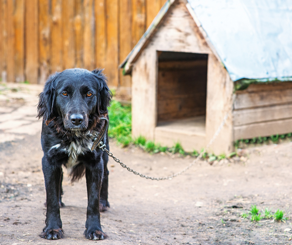 Dourados: Entra em vigor lei municipal com multa de até R$ 3 mil para tutor que acorrentar cão e gato