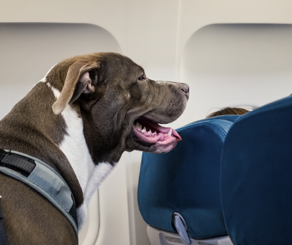 STF: Decisão liminar suspende lei estadual do RJ sobre transporte de animais em aeronaves