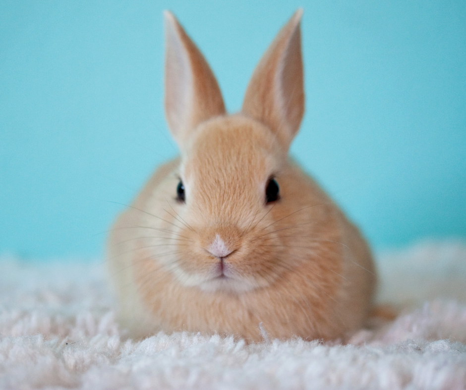 TJ/AM: Justiça determina que companhia aérea permita transporte de coelho em cabine de avião, acompanhado dos tutores