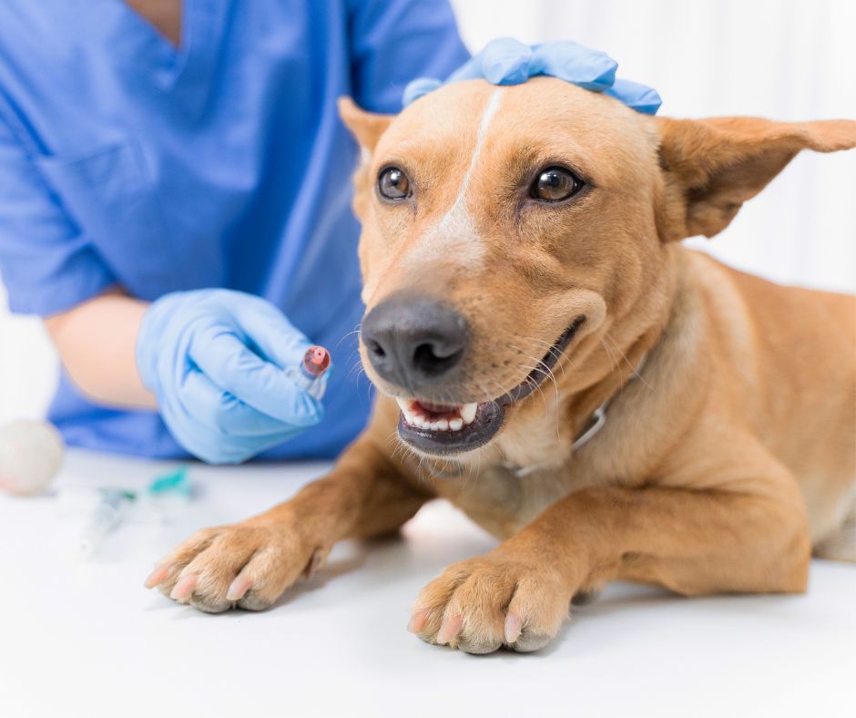 TJ/MG: Clínica veterinária é condenada por falhas que levaram à amputação de pata de cachorro