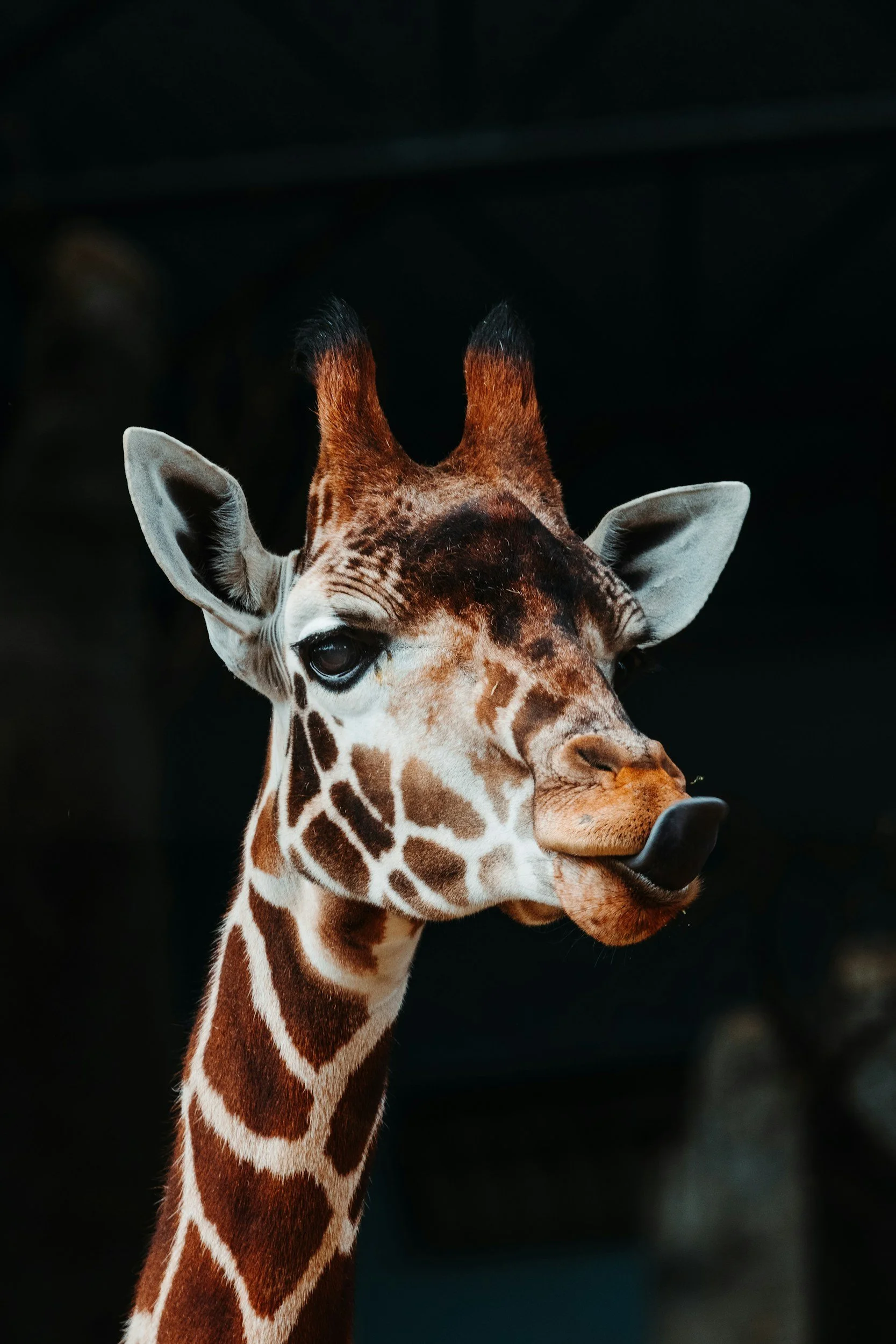 Ibama determina que girafas importadas pelo Bioparque do Rio sejam repatriadas para continente africano