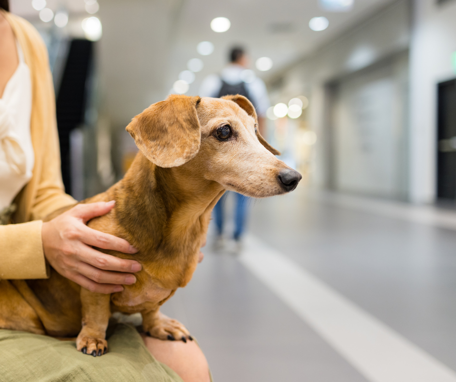 Câmara: Comissão aprova projeto que permite acesso de animais em estabelecimentos abertos ao público