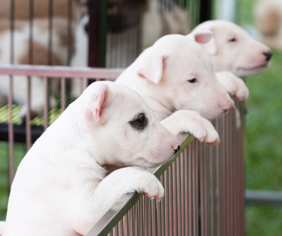 EUA: Nova Iorque proíbe a venda de animais de estimação