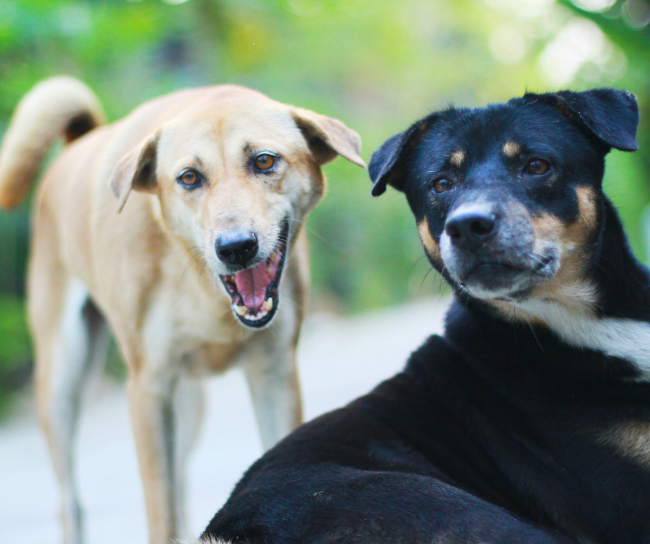 TJ/SC: Cães podem ser representados em juízo por tutor, confirma Tribunal de Justiça&nbsp;