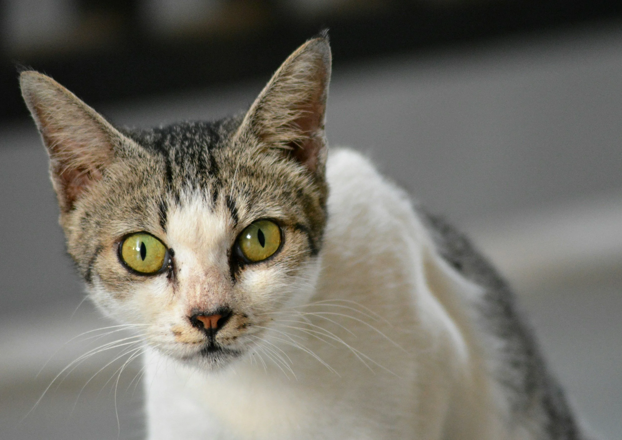 TJ/SC: Município é condenado a promover o acolhimento e tratamento de animais abandonados diagnosticados com esporotricose