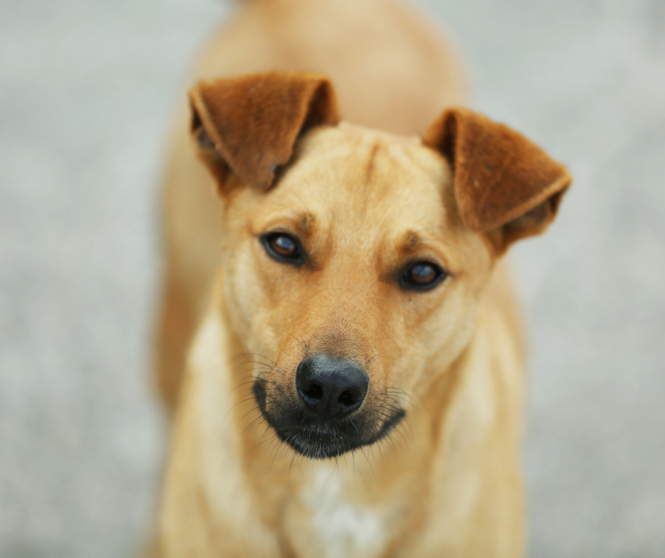 TJ/SC: Mulher é condenada a dois anos e dois meses de prisão por maus-tratos contra cão