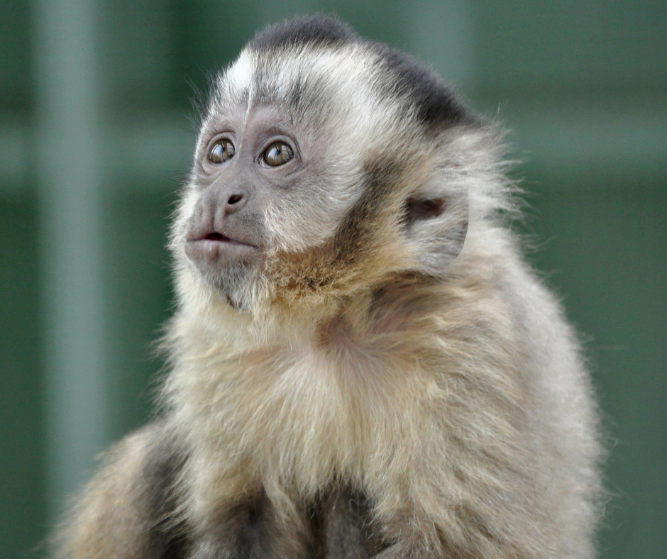 TRF1: Justiça manda Ibama devolver macaca para mulher que cria animal 'como bebê' no DF