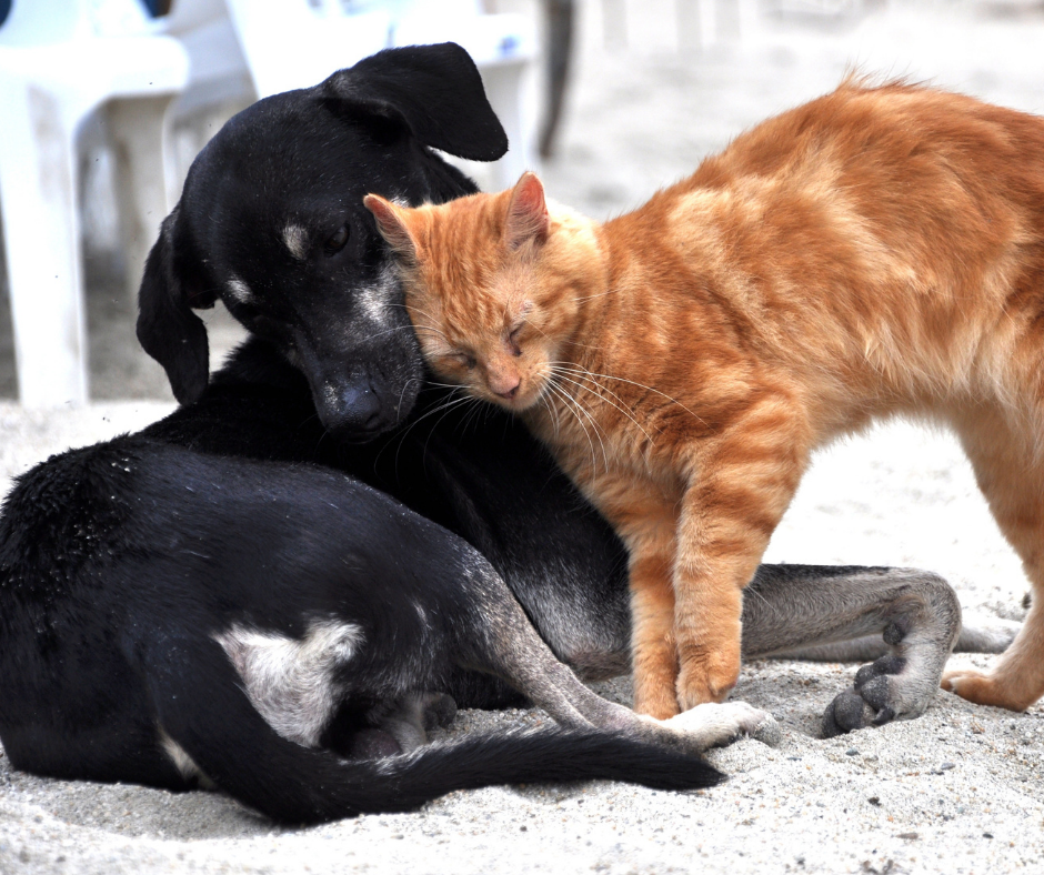 Vitória da Conquista(BA): Aprovada lei municipal que reconhece cães e gatos como seres sencientes