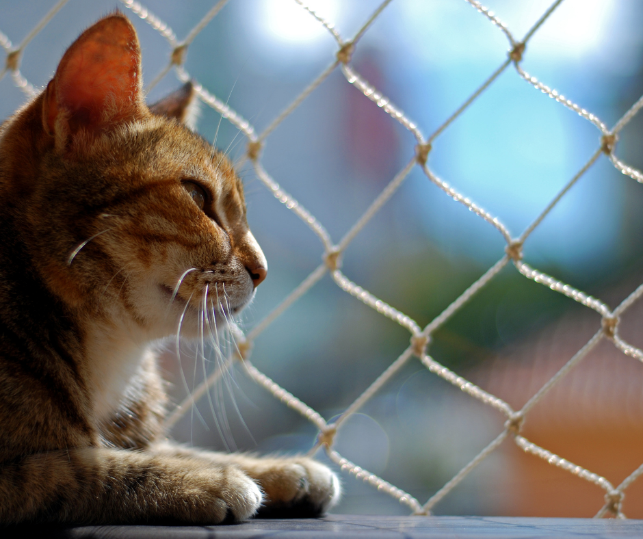 ALAGOAS: Lei estadual obriga condomínios a denunciar casos de maus-tratos contra animais em até 24 horas