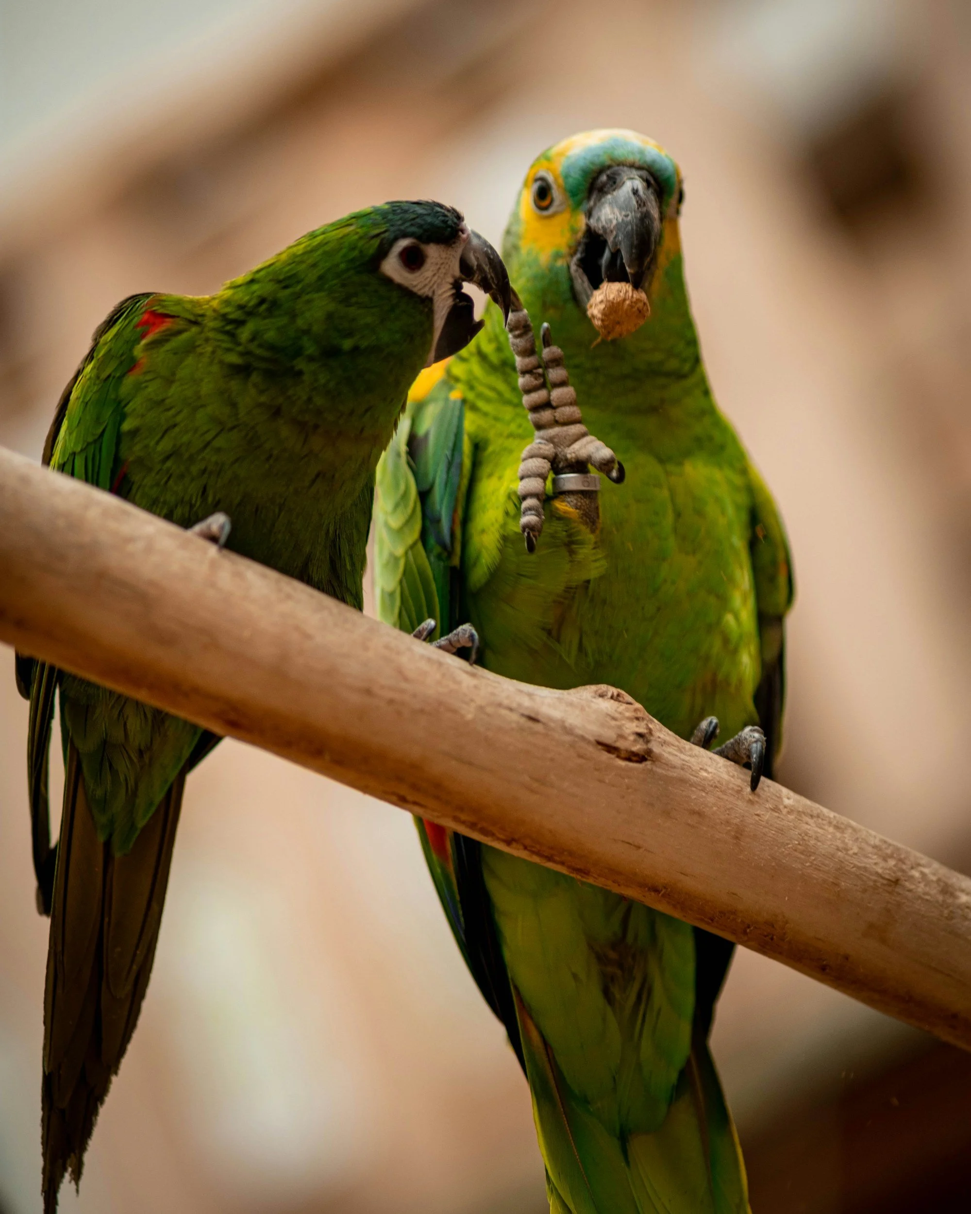TRF1: Turma mantém guarda de animais silvestres apreendidos pela PRF a uma mulher por vínculo afetivo