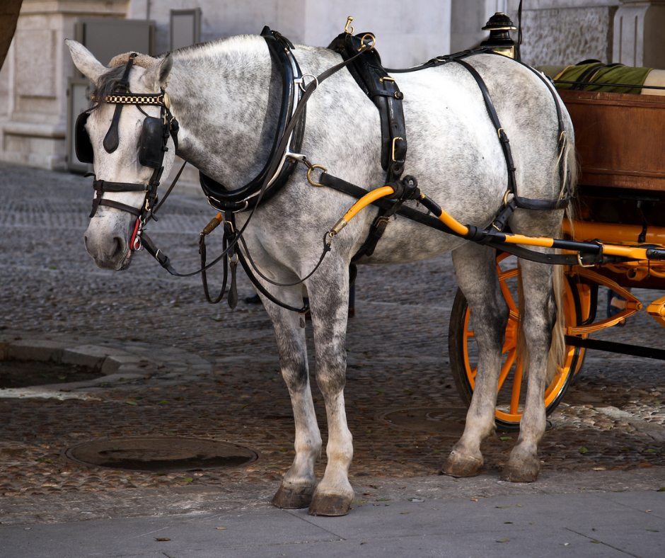 Itajaí (SC): Nova lei proíbe circulação de veículos de tração animal em área urbana