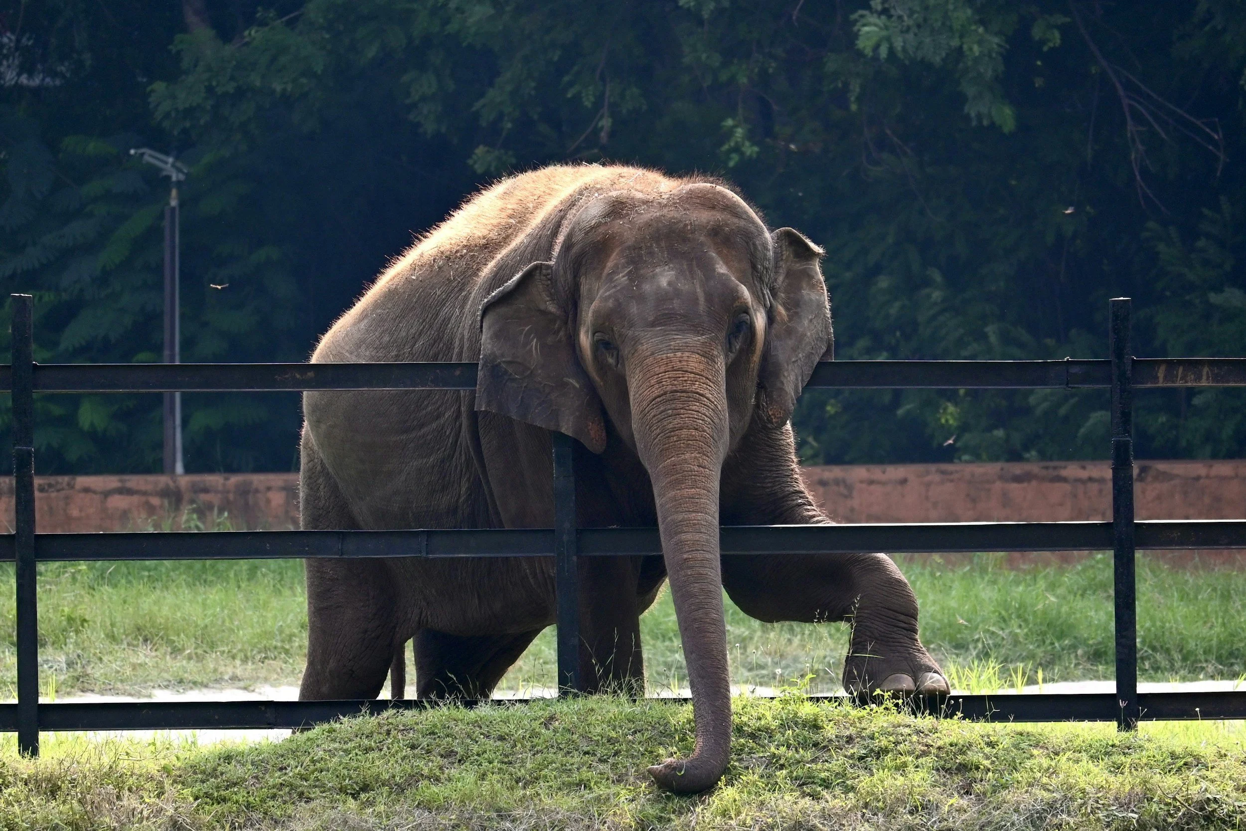 EUA: Suprema Corte do Colorado rejeita pedido de liberdade para elefantes de zoo por não serem pessoas