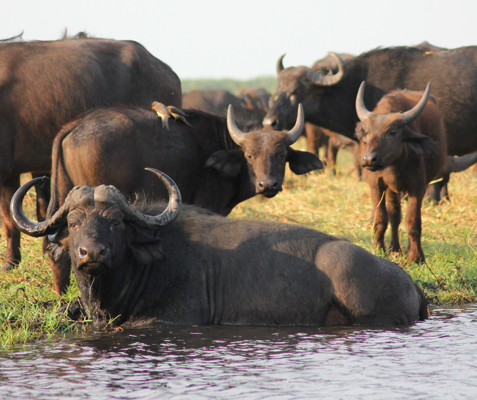 TJ/SP: Justiça condena fazendeiro acusado de maus-tratos a mais de mil búfalas no interior de SP