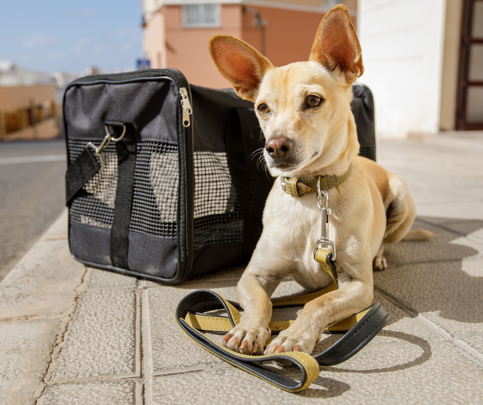 TJ/AM: Justiça determina que companhia aérea autorize transporte de cão em viagem nacional