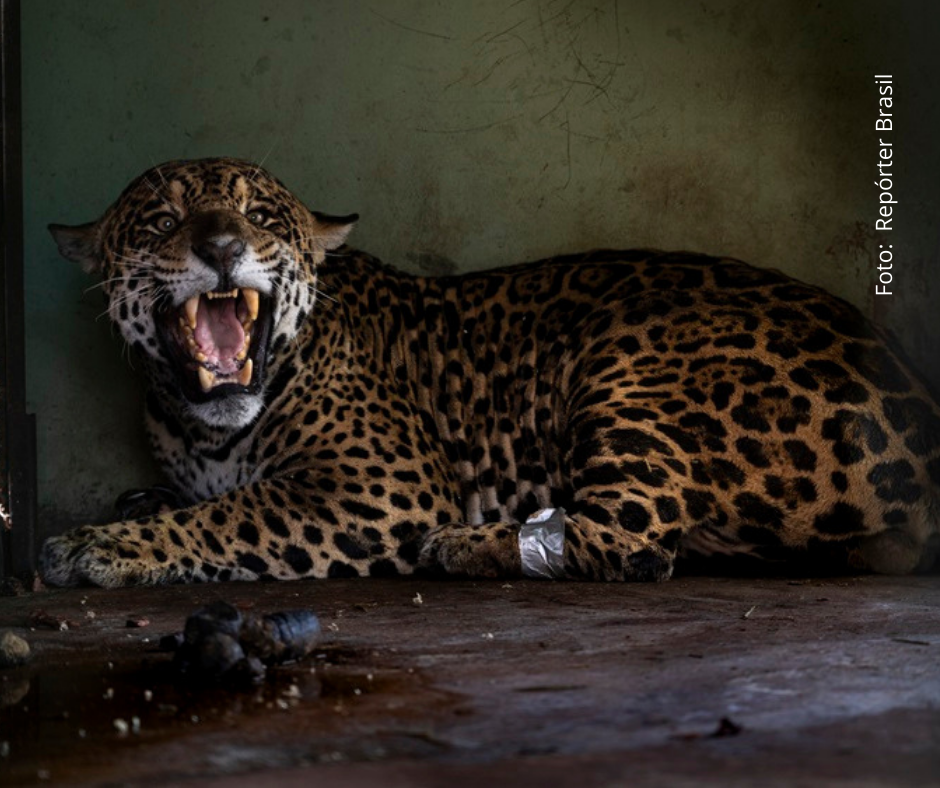 Câmara: Aprovado projeto que cria política de proteção e resgate de animais em desastres