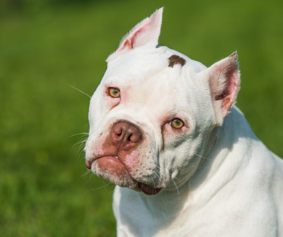 TJ/SP: Dona de canil clandestino é condenada por maus-tratos e leva multa de mais de R$ 30 mil&nbsp;