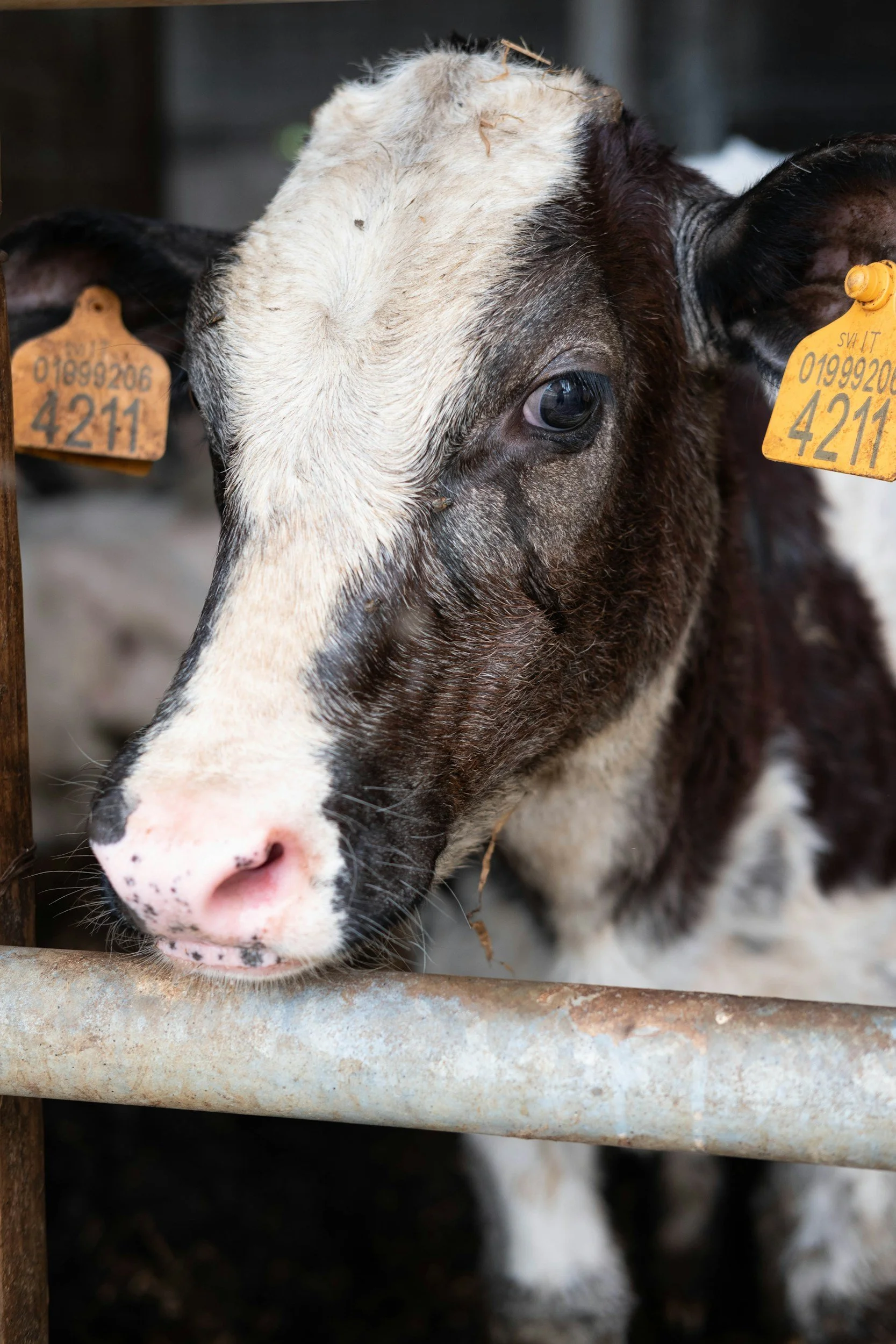 TRF3: Tribunal decide que exportação de bois vivos para abate não fere legislação brasileira