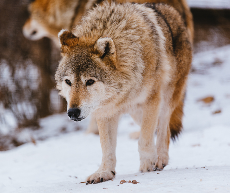 EUA: Wyoming aprova lei para punir tortura de animais selvagens após caso chocante de abuso de lobo