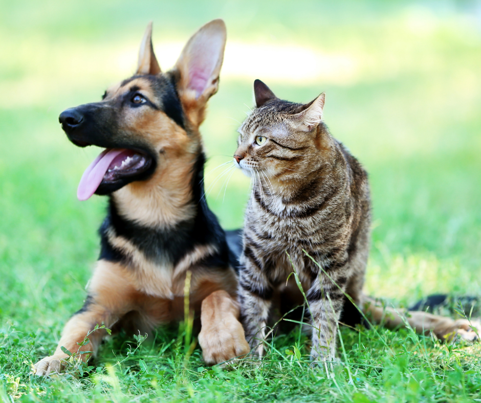 TJ/RJ: Tribunal valida lei que permite criação de site para divulgar animais perdidos