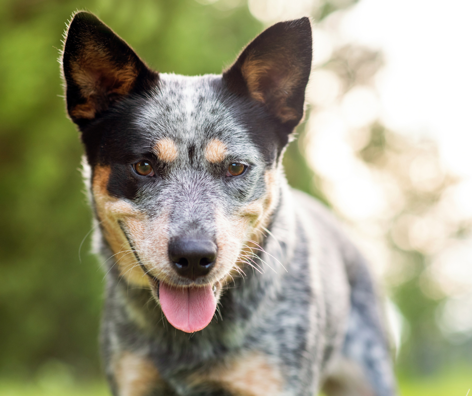 TJ/MG: Justiça condena cidadão por maus-tratos a animais