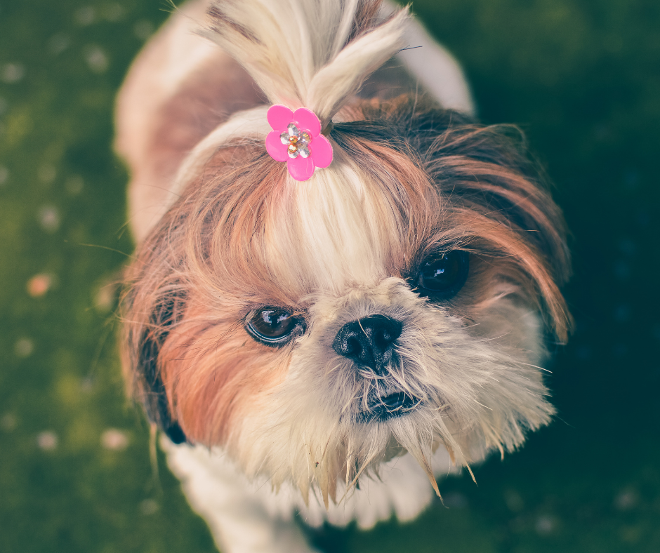 TJDFT condena homem por maus-tratos a cadela e substitui prisão por penas alternativas