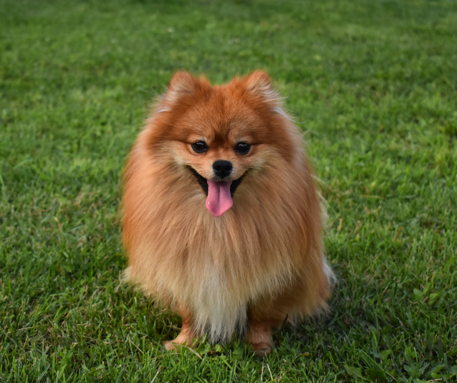 TJ/SP: Tutor de cachorro atacado por outro cão em creche será indenizado