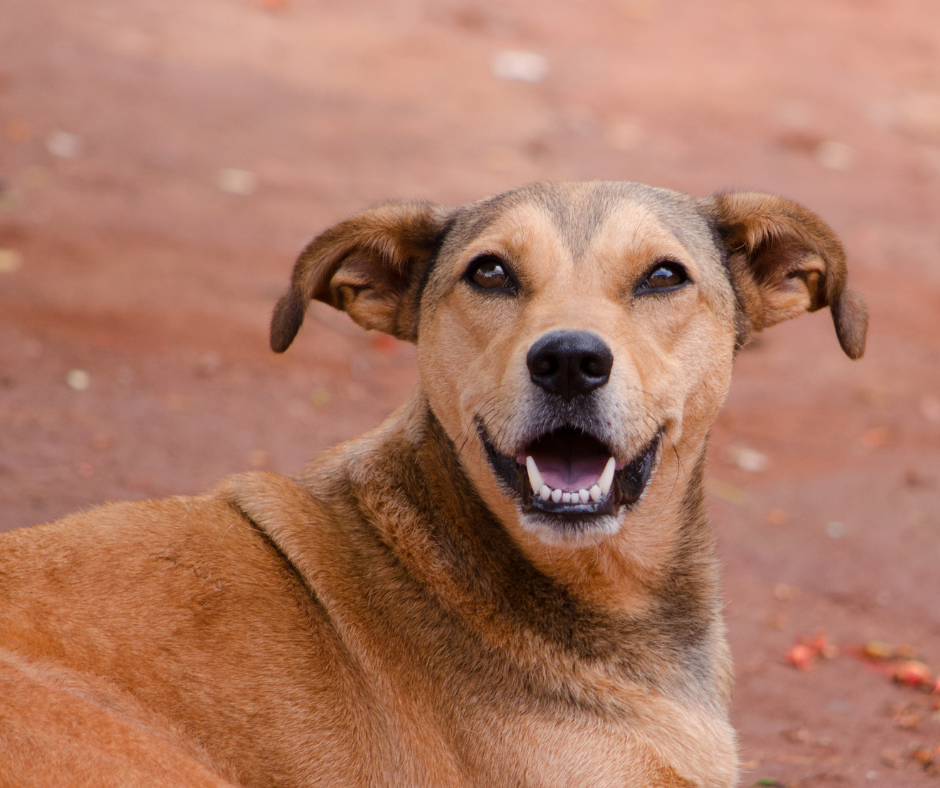 Câmara: Projeto prevê vacinação gratuita para animais domésticos