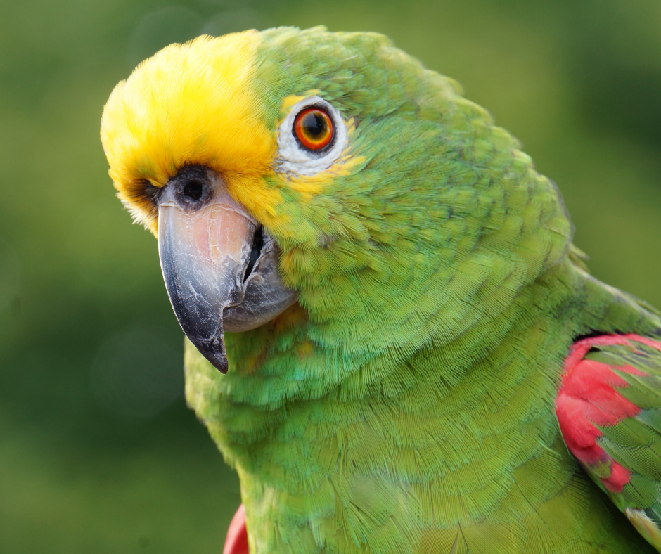 TJ/MG: Justiça condena traficante de animais silvestres a pagar R$ 3 milhões para compensar danos ao meio ambiente