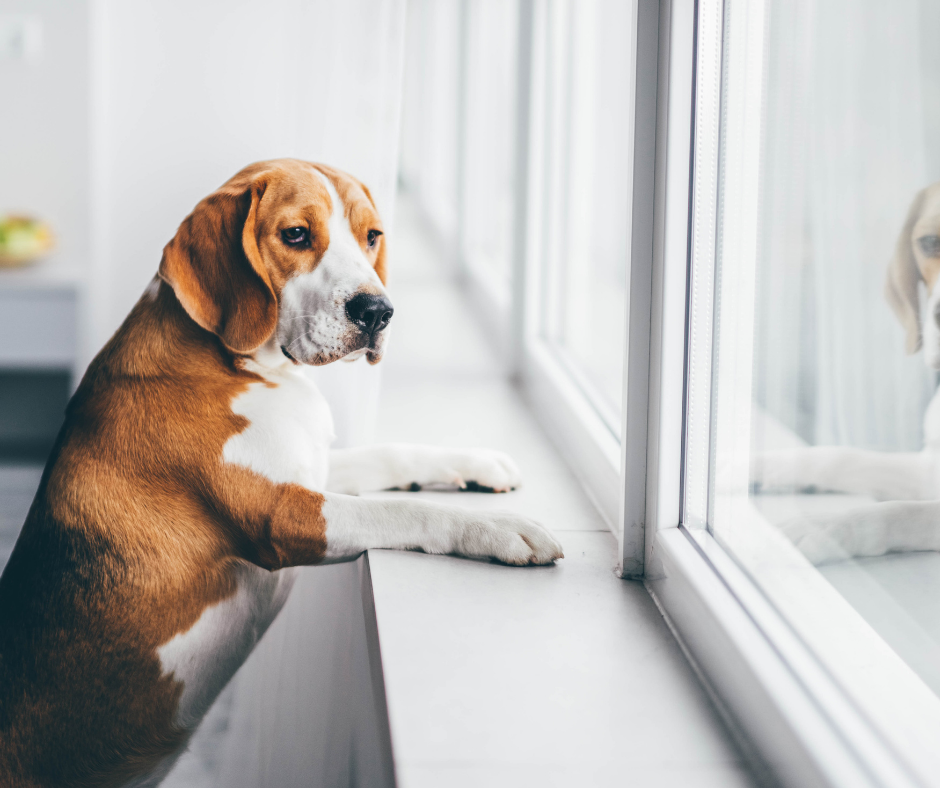 RJ: Aprovado projeto de lei estadual que proíbe condomínios de impedir criação e guarda de animais de pequeno porte