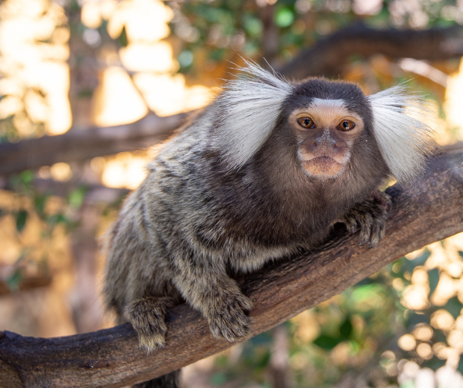TJ/SP: Mantida condenação de homem por venda ilegal e maus-tratos de animais silvestres
