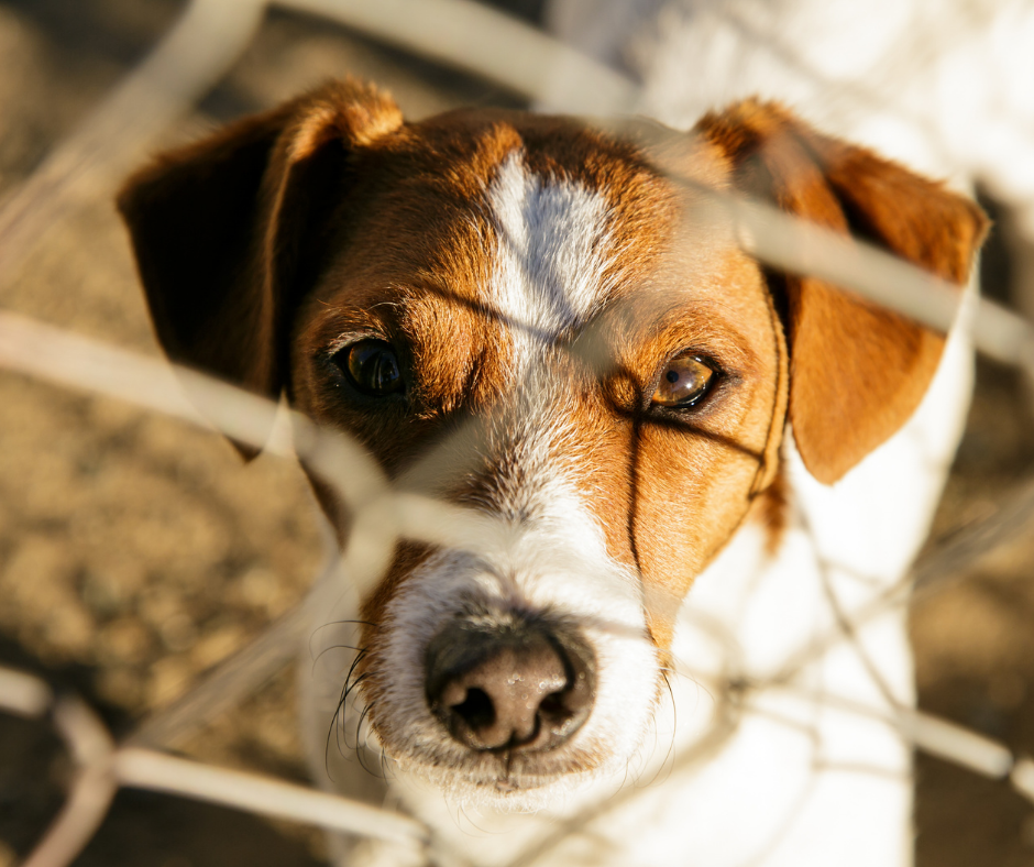 TJ/PR: Justiça determina o fechamento de abrigo em Curitiba por maus-tratos a mais de 300 animais