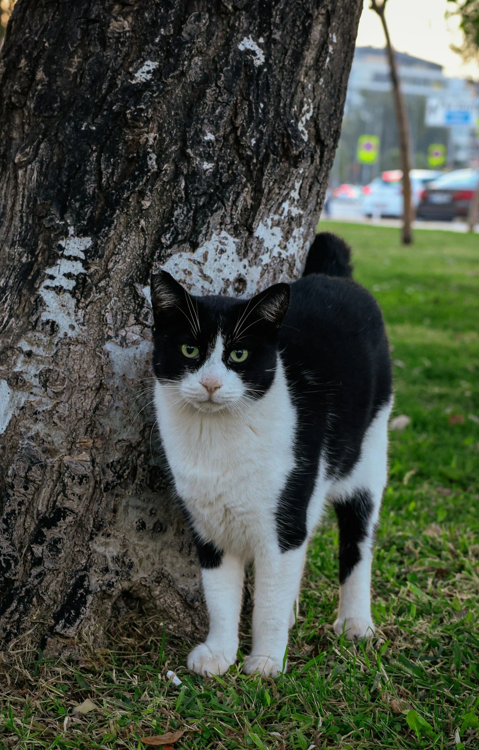 TJ/RO: Justiça concede indenização a tutor de gato chamado 'Corinthiano', morto por pitbull