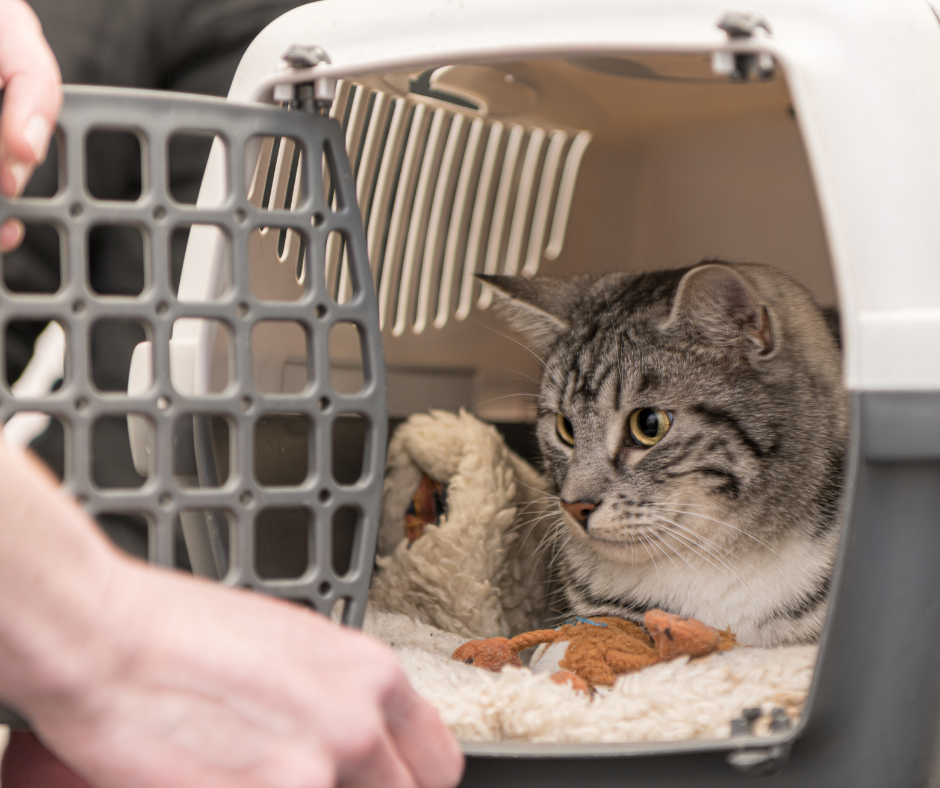 Curitiba (PR): Lei municipal que permite o embarque de animais no transporte coletivo começa a valer no final de maio