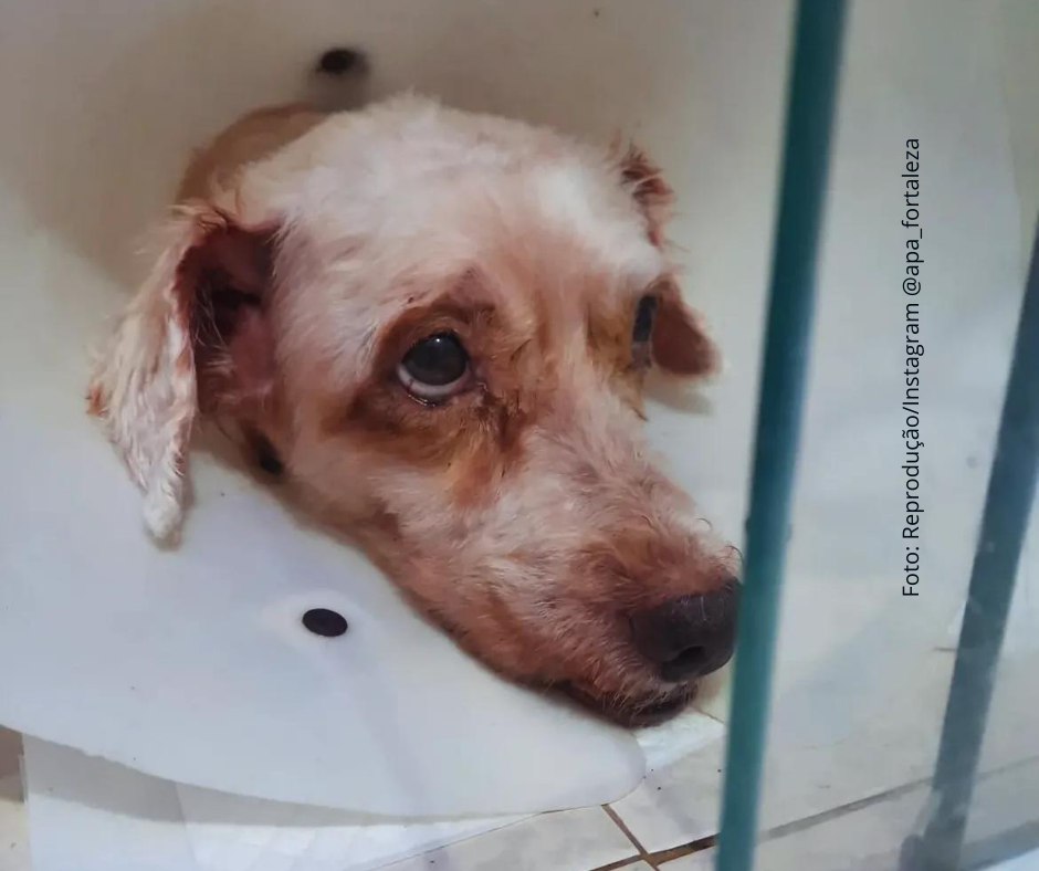 TJ/CE: Justiça admite ação proposta em nome de cachorro contra tutora por maus-tratos