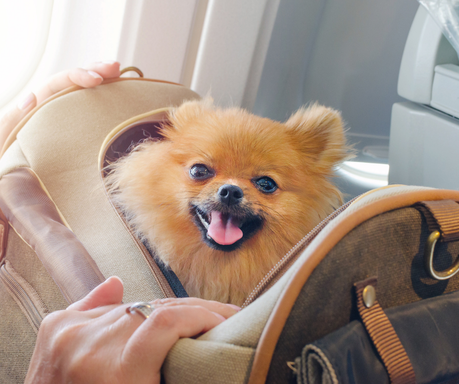 TJ/PR: Tribunal confirma tutela de urgência para transporte de animal de apoio emocional em cabine de aeronave