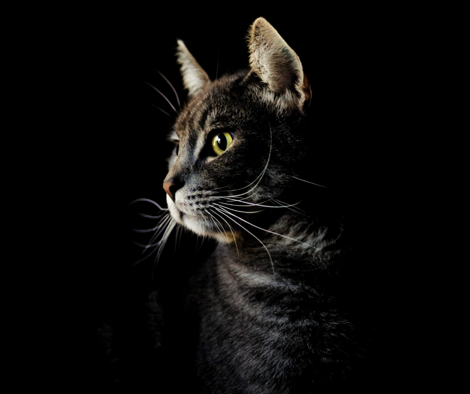 Adolescentes são presos por crimes de incentivo à automutilação e crueldade contra animais em plataformas online